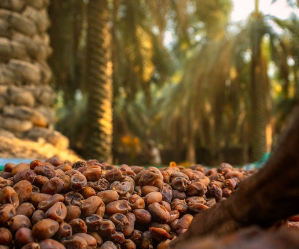 Premium Dates in Rawalpindi & Islamabad